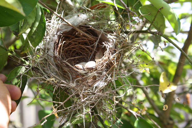 Cardinal nest in my Meyer Lemon Tree