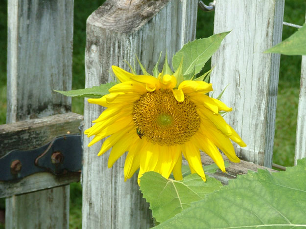 Sunflower and Leu Gardens in Winter Park FL